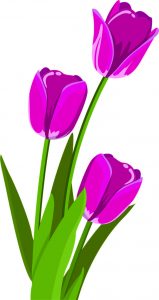 obrazek dekoracyjny tulipany