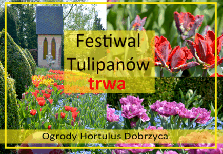 Festiwal Tulipanów w Ogrodach Tematycznych Hortulus w Dobrzycy