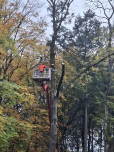 Zachowanie bezpieczeństwa i walorów przyrodniczych zabytkowego parku na terenie SOSW w Warninie